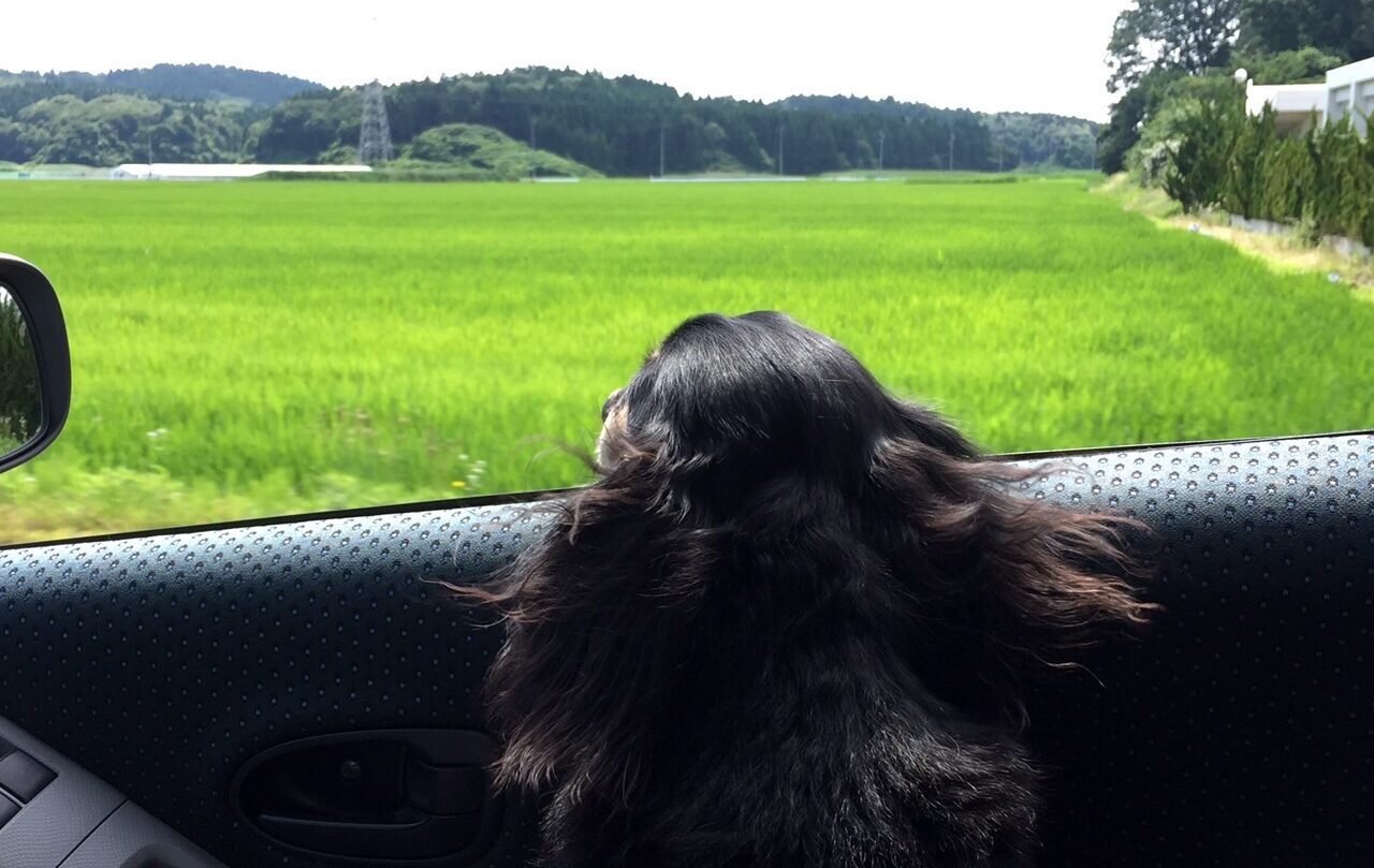 ニャ蘭が旅するランプー!!